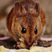Mice Extermination