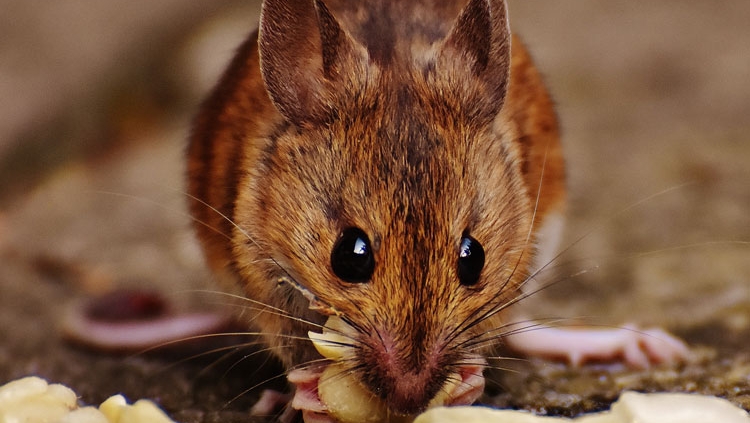 Mice Extermination