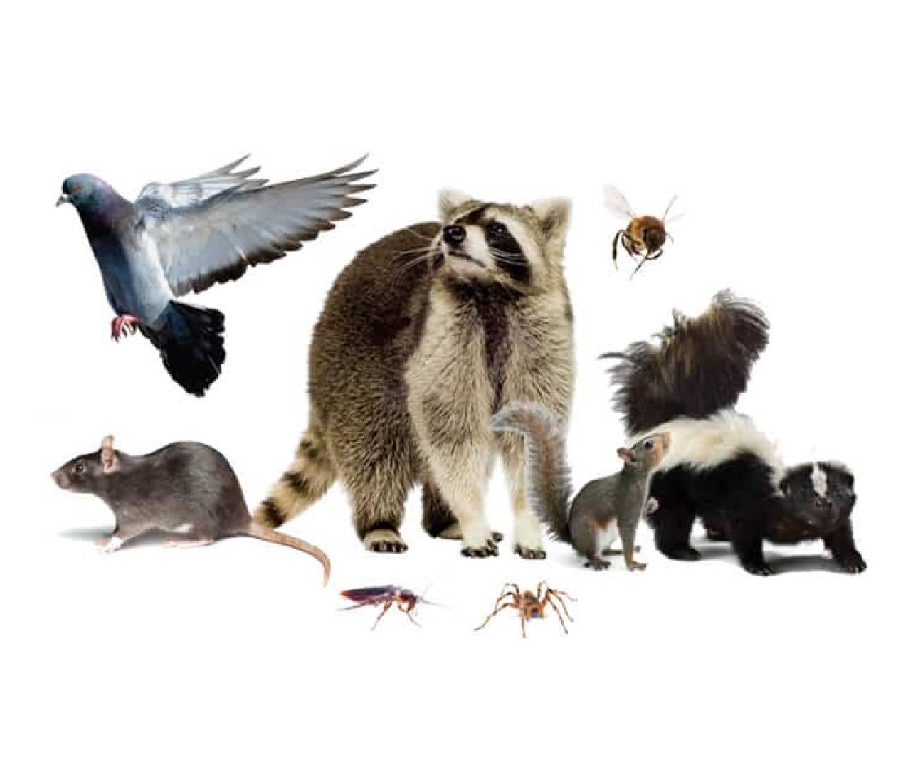 wildlife control services