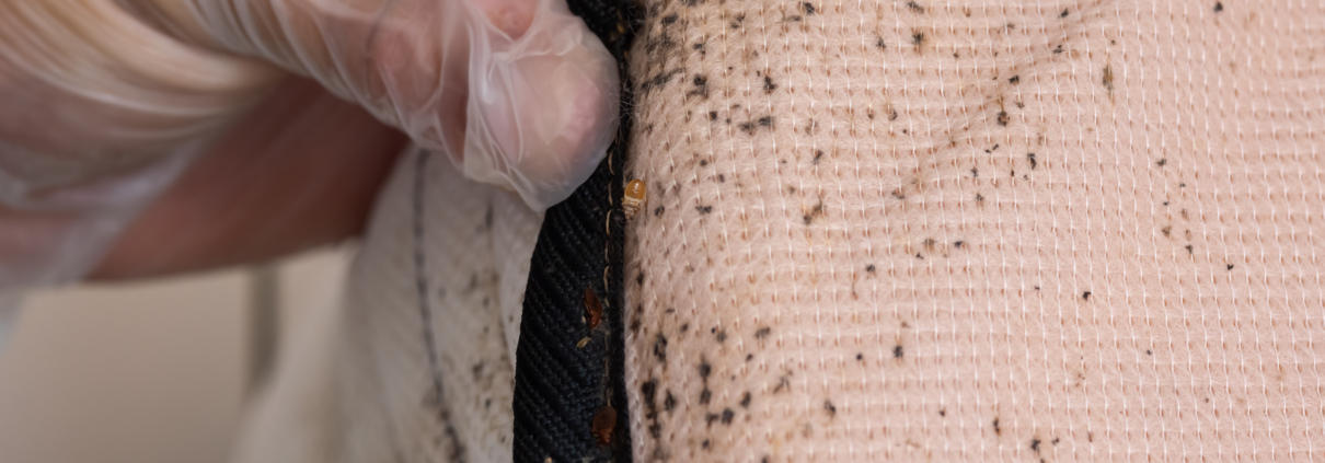 immediate bed bug treatment NYC